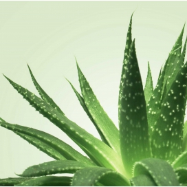 Gel de massage Nuru MIXGLISS Aloe Vera 250ml 2
