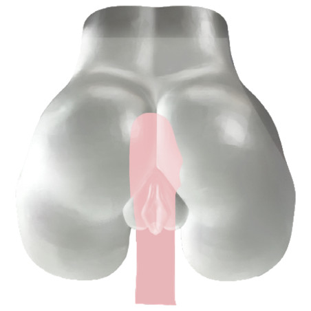 Masturbateur Fessier FUCKING PUSSY Transparent