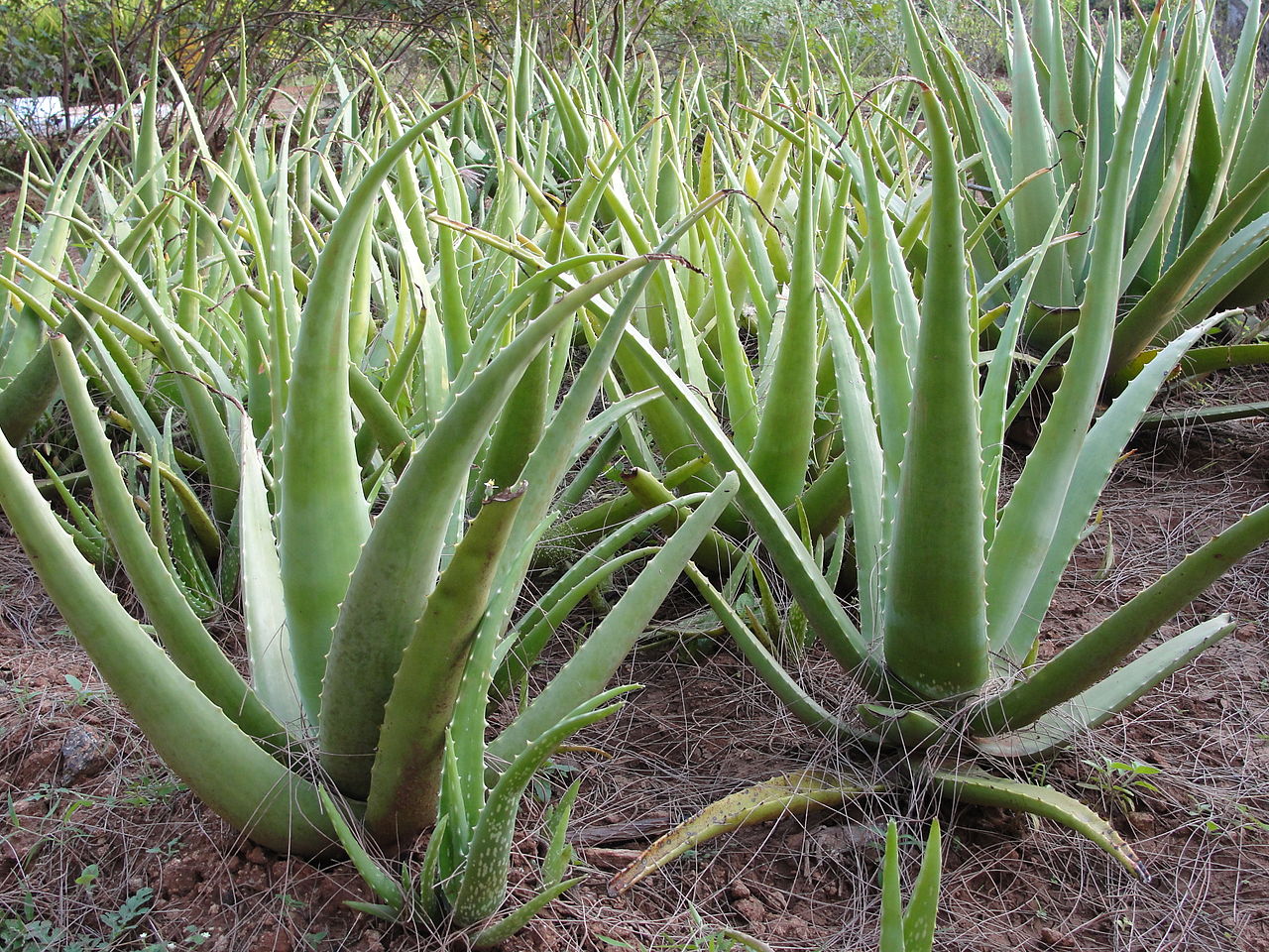 Aloe Vera sous forme de liquide, jus et sève de cette plante pour le lubrifiant Vegan base Eau