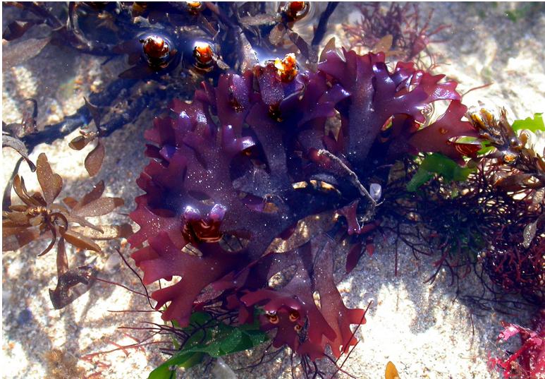 Chondrus algue rouge entrant dans la compositon du lubrifiant Vegan à base d'eau Hot Bio