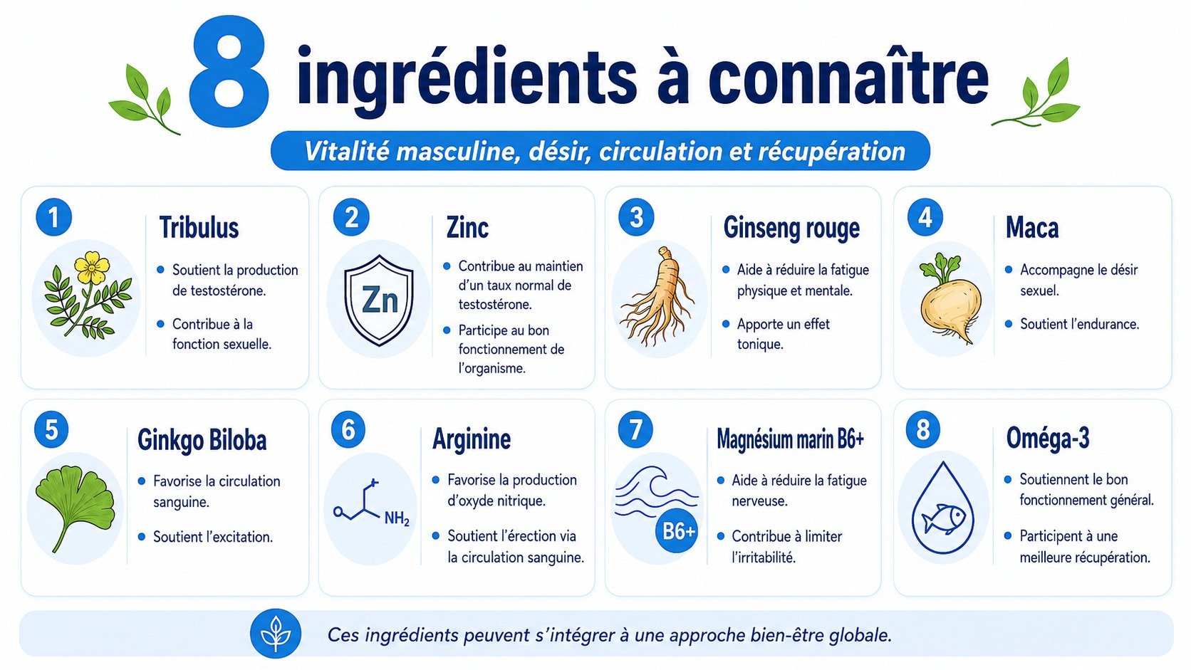 Infographie « 8 ingrédients à connaître » figurant les nutriments masculins: tribulus, zinc, ginseng rouge, maca, ginkgo biloba, arugine, magnésium marin B6+, oméga-3, avec icônes et descriptions succinctes.